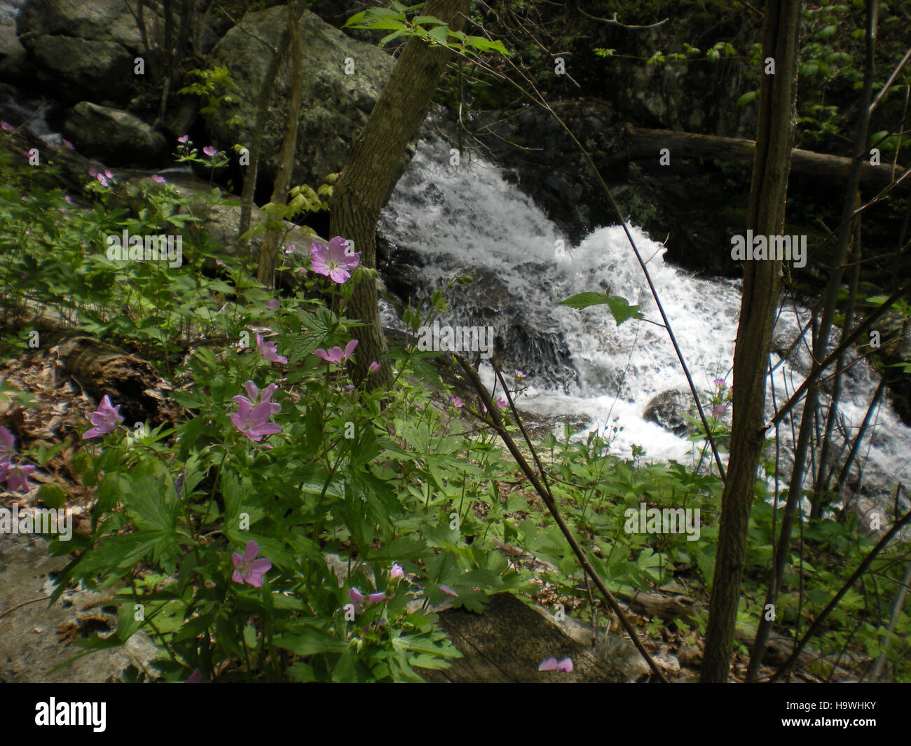 Fallingwater, ein architektonisches Meisterwerk, entworfen von Frank Lloyd Wright, bietet atemberaubende Kaskaden, die unter dem ikonischen Haus fließen. Der Ort ist bekannt für seine Integration von natürlichen und künstlichen Elementen, die sich nahtlos in die umliegende Landschaft einfügen. Stockfoto