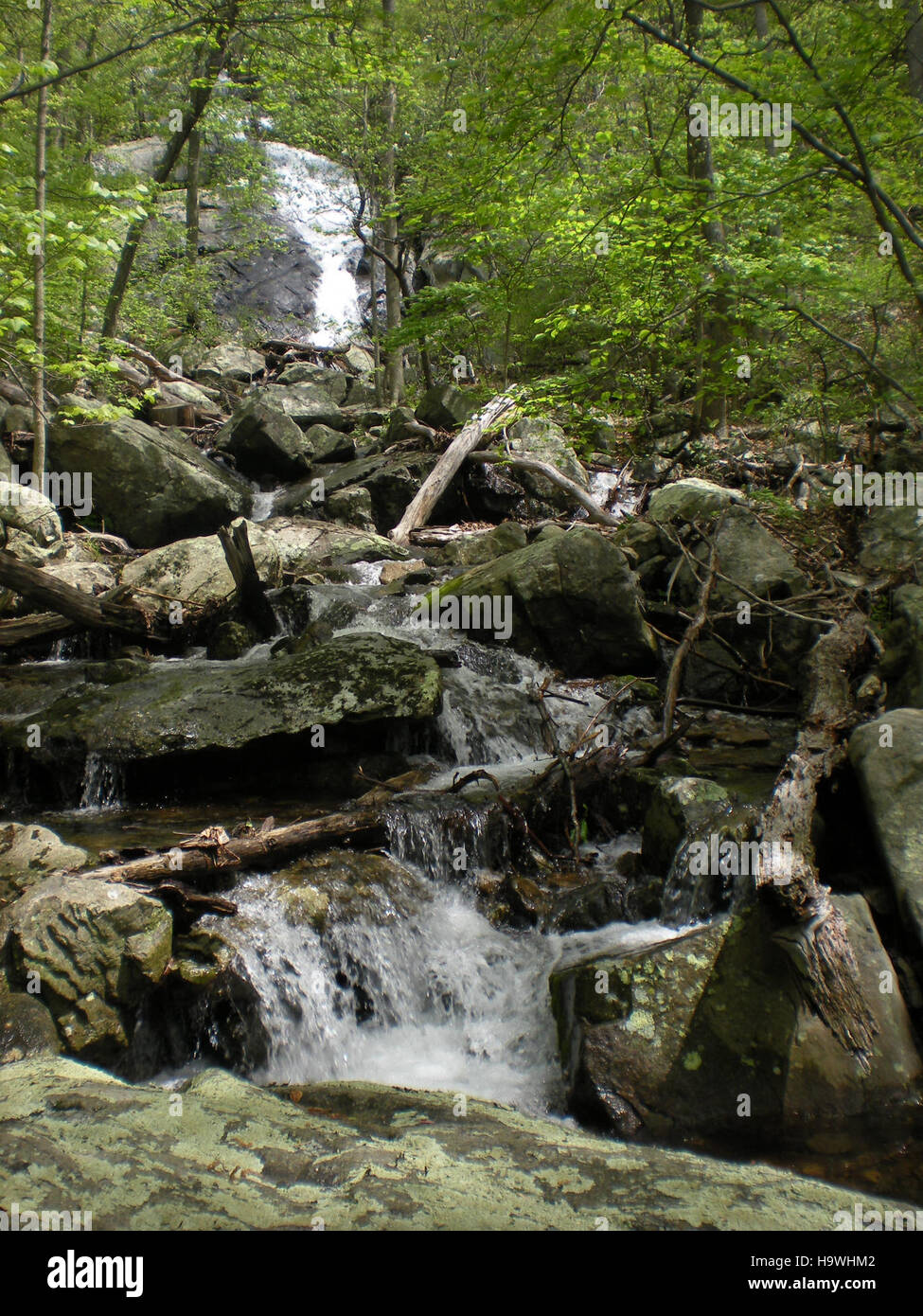 Fallingwater, entworfen von Frank Lloyd Wright, ist ein architektonisches Meisterwerk in Pennsylvania. Die Kaskaden sind in der umliegenden Landschaft besonders präsent und verbinden Natur mit modernem Design und sind Teil der ständigen Erhaltung des Geländes. Stockfoto
