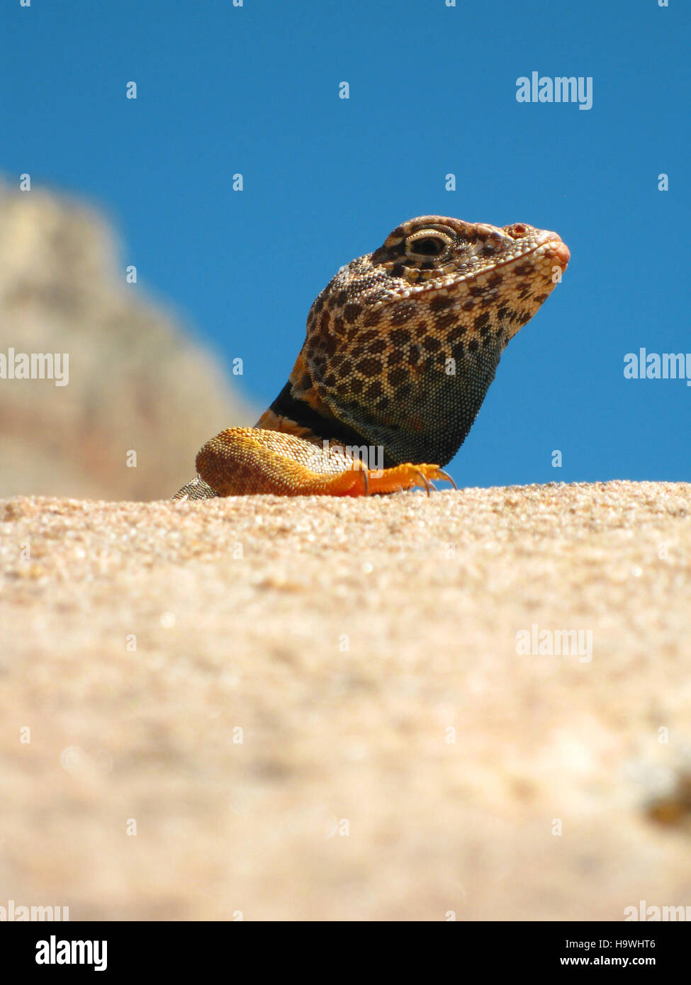 Die Collared Lizard, ein auffälliges Reptil im Zion-Nationalpark, ist eine wichtige Art im Ökosystem des Parks, bekannt für ihre lebendigen Farben und ihre Rolle in der Nahrungskette als Raubtier und Beute. Stockfoto