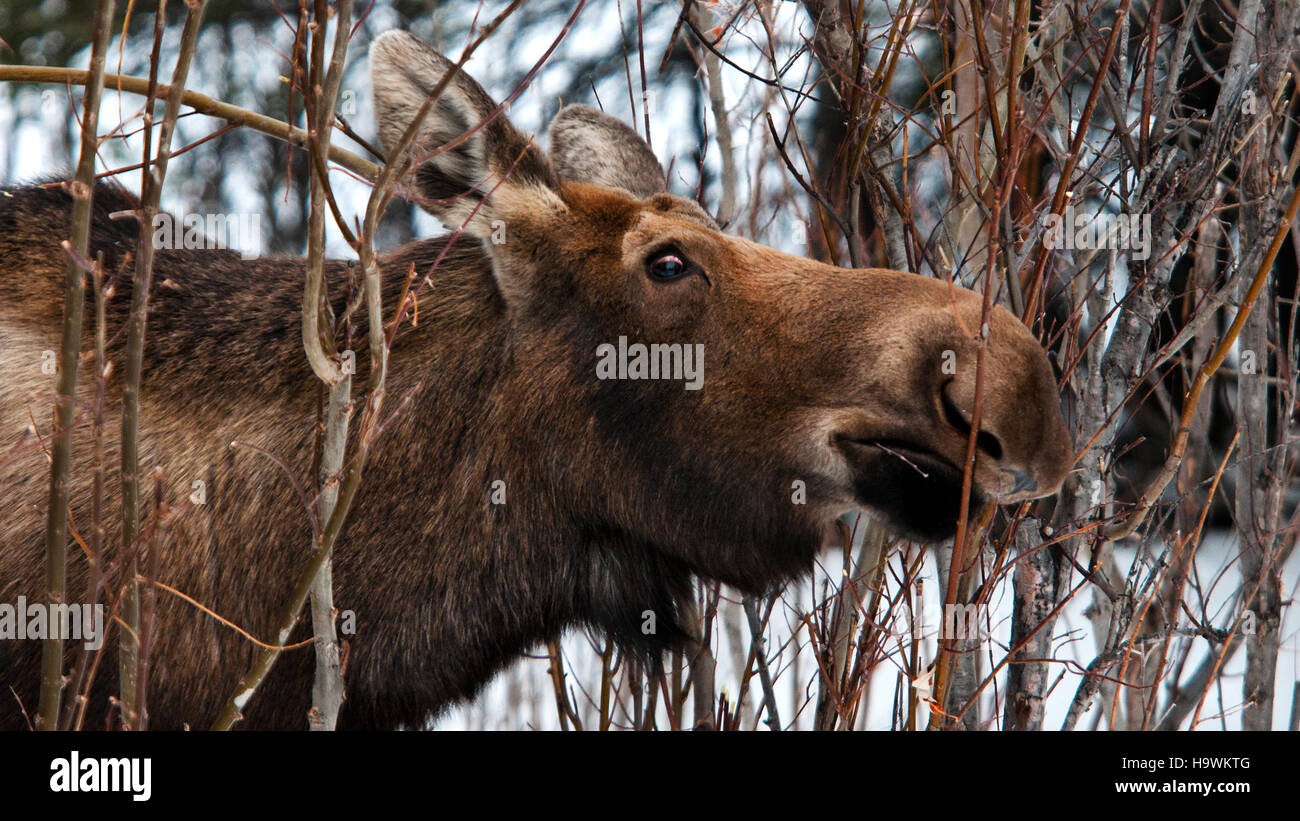 Eine Elchfütterung im Denali-Nationalpark, die die reiche Tierwelt und die vielfältigen Ökosysteme des Parks zeigt. Denali ist bekannt für seine beeindruckende Artenvielfalt und das Vorhandensein großer Säugetiere wie Elche, Bären und Karibus. Stockfoto