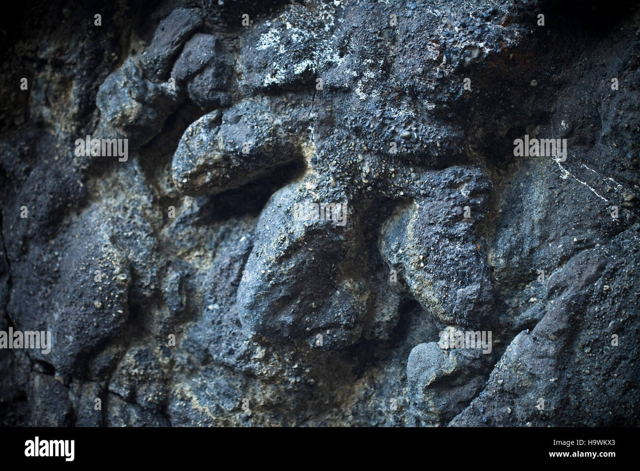 Ein fossiler Theropodendruck bietet einen Einblick in die prähistorische Welt und zeigt die Abdrücke, die ein Dinosaurierfuß hinterlassen hat. Dieses Exemplar liefert wertvolle Informationen über alte Ökosysteme und Tierverhalten. Stockfoto