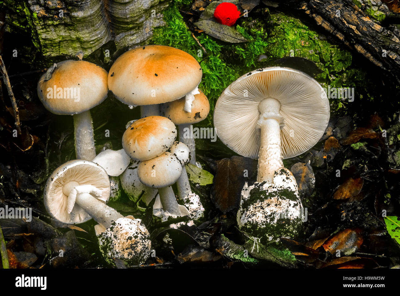 Fliegenpilz - Pilze - Amanita Phalloides Stockfoto