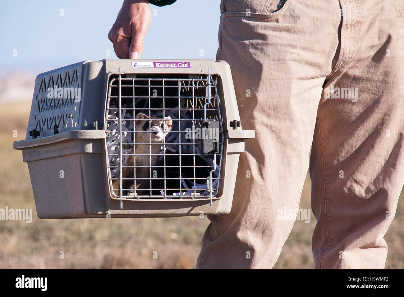 Das Schwarzfußferret im Badlands-Nationalpark stellt eine bedeutende Naturschutzmaßnahme dar, um diese bedrohte Art in ihren heimischen Lebensraum wiederherzustellen und ihr Überleben durch aktives Wildtiermanagement zu sichern. Stockfoto