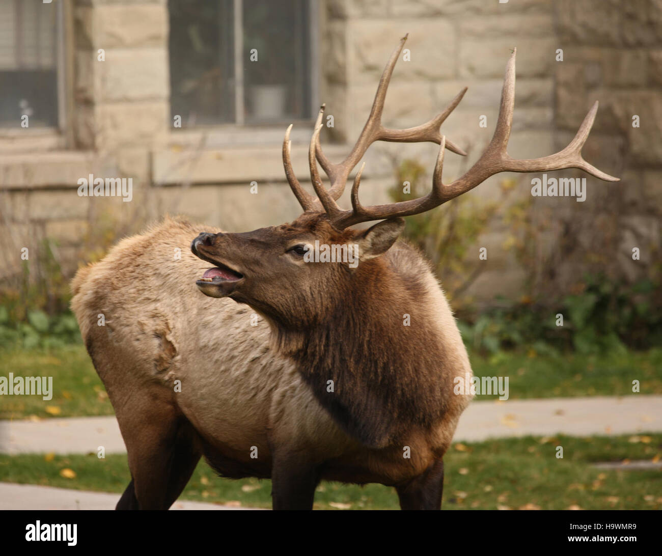 Yellowstonenps 8001174505 Stier Elch hallten in Mammoth Hot Springs Stockfoto