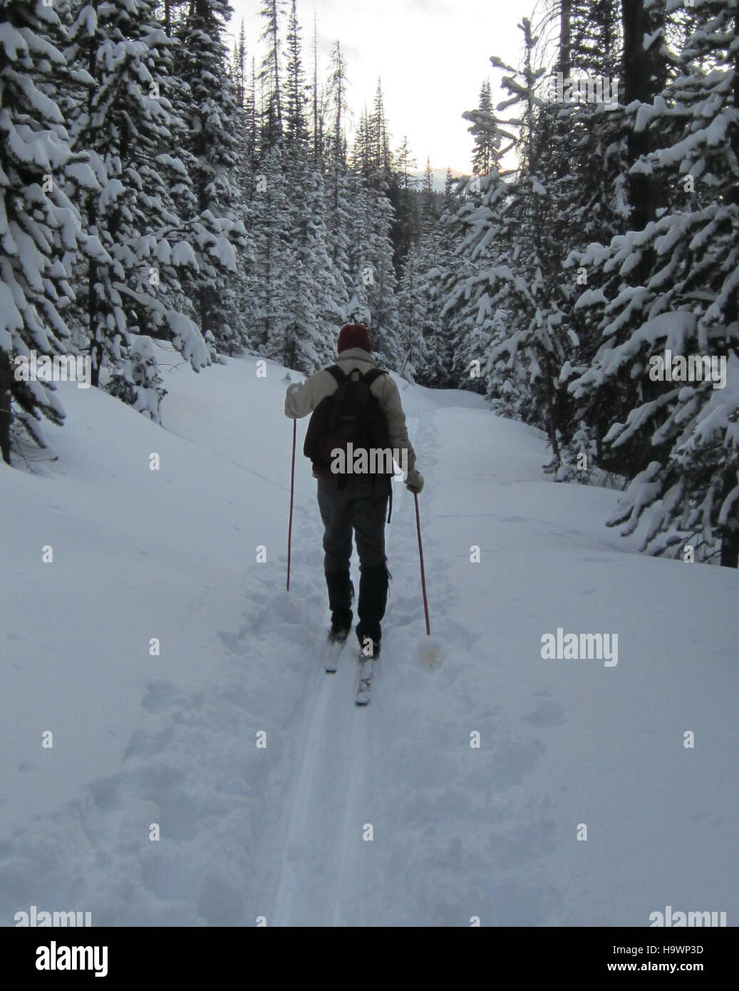 Ein Outdoor-Enthusiasten Langlauf in der Nähe von Cameron Pass Stockfoto