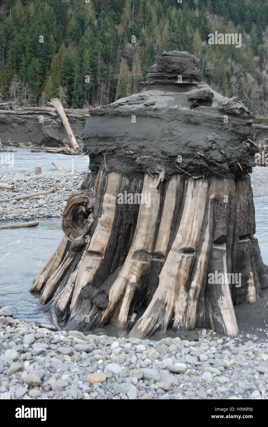 Das Aldwell Delta im Olympic National Park zeigt Baumstumpf- und Schlammablagerungen entlang des Elwha River, die die natürlichen Prozesse im dynamischen Ökosystem des Parks darstellen. Stockfoto