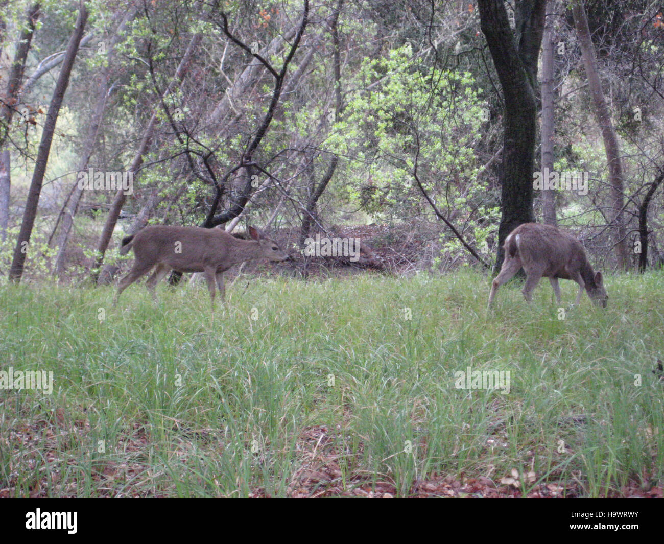 Ein ausgeliehener Ranger unterstützt den Besucherdienst und die Parkverwaltung in einem Nationalpark. Diese Zusammenarbeit zwischen den Behörden trägt dazu bei, reibungslose Abläufe und ein effektives Ressourcenmanagement zu gewährleisten. Ranger spielen eine entscheidende Rolle bei der Aufklärung der Öffentlichkeit und dem Schutz der natürlichen und kulturellen Ressourcen des Parks. Stockfoto