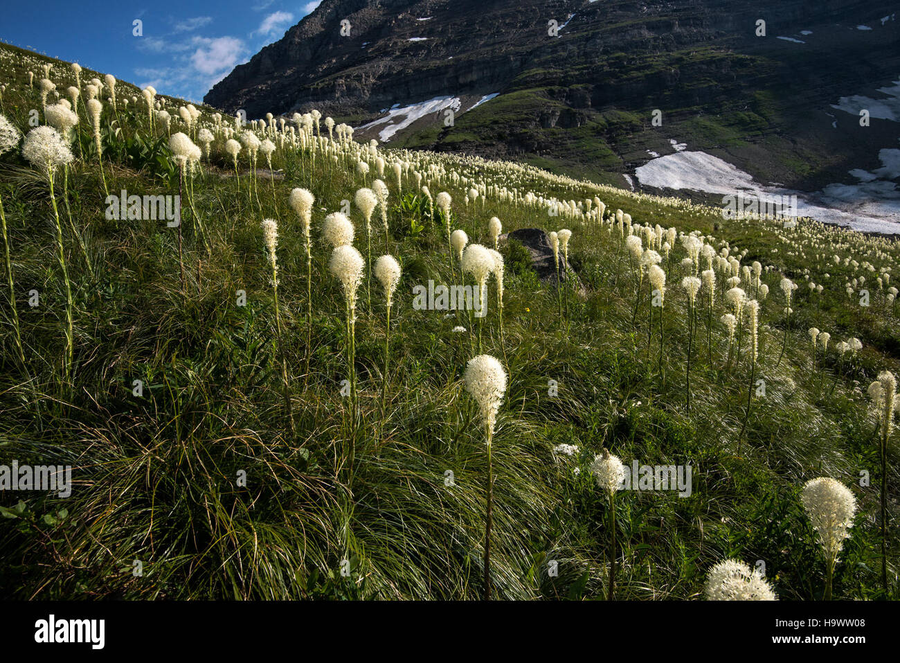 Beargrass, eine charakteristische blühende Pflanze, wird oft bei Sonnenaufgang im Glacier National Park gesehen. Die leuchtend weißen Blüten der Pflanze bilden einen wunderschönen Kontrast zur umliegenden Wildnis und bieten Besuchern atemberaubende Ausblicke. Der Glacier National Park ist bekannt für seine reiche Artenvielfalt und einzigartige Ökosysteme, einschließlich alpiner Wiesen, wo Bärengras gedeiht. Stockfoto