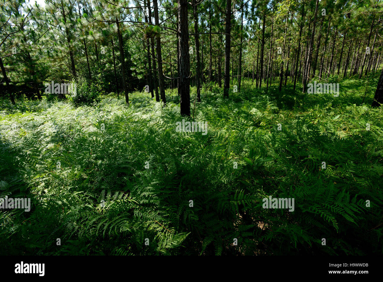 Dieses Bild zeigt einen langblättrigen Kiefernwald, ein lebenswichtiges Ökosystem in den Vereinigten Staaten. Kiefernwälder sind wichtig für die biologische Vielfalt und die Erhaltung der Artenvielfalt. Stockfoto