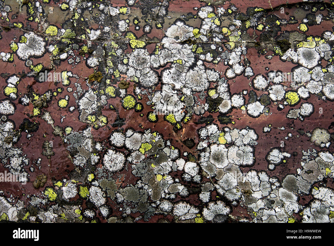 Der Gunsight Trail im Glacier National Park bietet eine atemberaubende Gelegenheit, zu wandern und dabei himmlische Sehenswürdigkeiten wie den Big Dipper zu beobachten, der natürliche Schönheit mit Sternenbeobachtung verbindet. Stockfoto