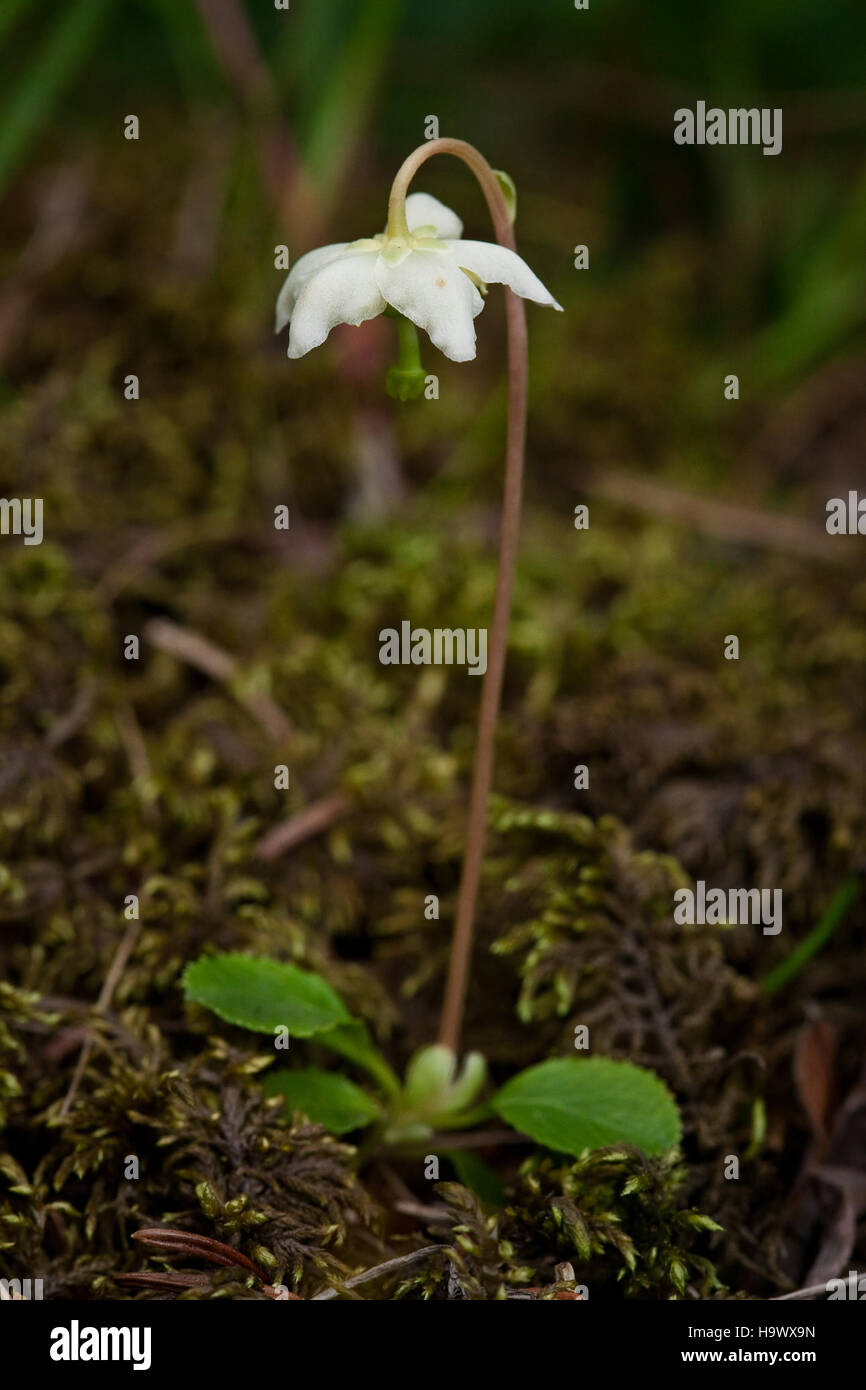 Shy Maiden ist eine Pflanzenart, die im Denali-Nationalpark vorkommt und eine Rolle in der vielfältigen Flora des Parks spielt und zur Stabilität des lokalen Ökosystems beiträgt. Stockfoto