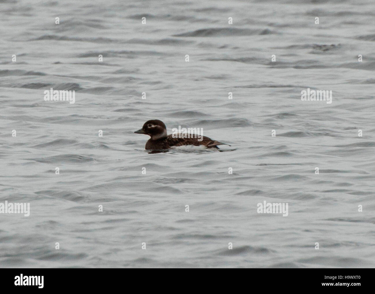 Die Bering Land Bridge, eine ehemalige Landverbindung zwischen Asien und Nordamerika, war eine wichtige Wanderroute für Arten wie die Langschwanzente. Dieser Vogel wird oft in der Arktis gesehen und wandert zwischen Nord-Eurasien und Nordamerika. Stockfoto