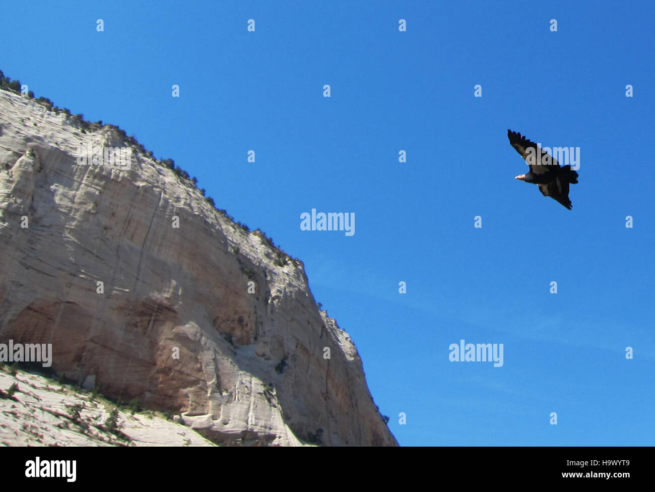 Eine Fotografie des California Condor, einer vom Aussterben bedrohten Art, in ihrem natürlichen Lebensraum. Das Bild betont die Bemühungen um den Erhalt dieses legendären Vogels Nordamerikas. Stockfoto