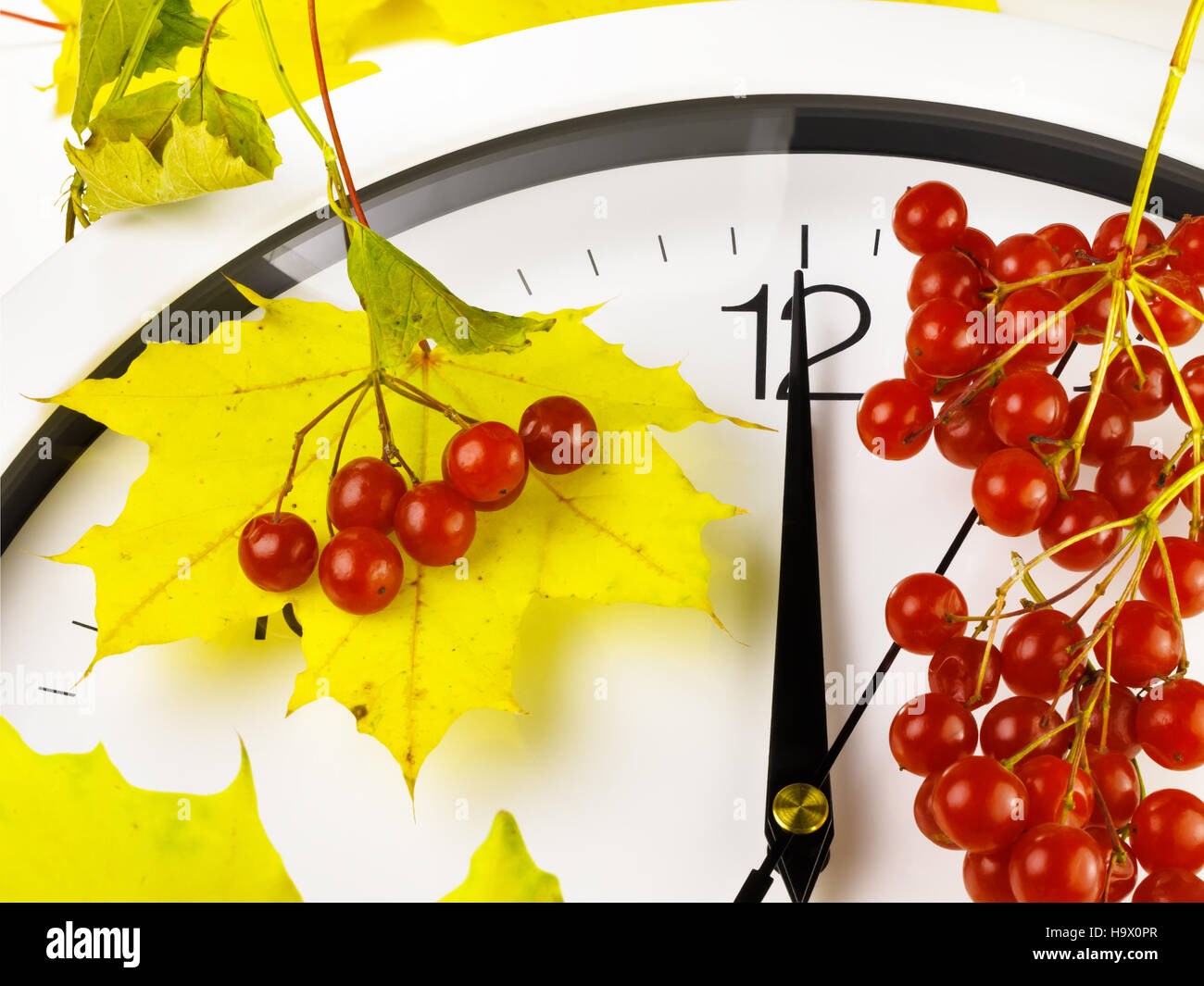 12:00. Ziffernblatt mit Blättern und reif Viburnum. Stockfoto