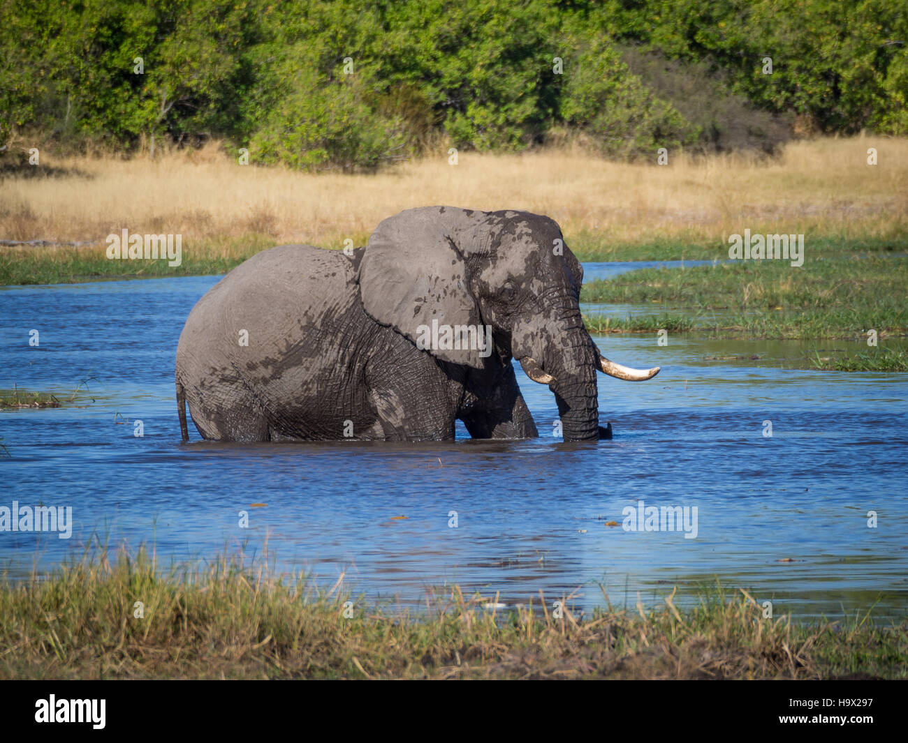 Riesige afrikanischen Elefanten Stier waten durch und trinken aus Flusswasser, Safari im Moremi NP, Botswana Stockfoto