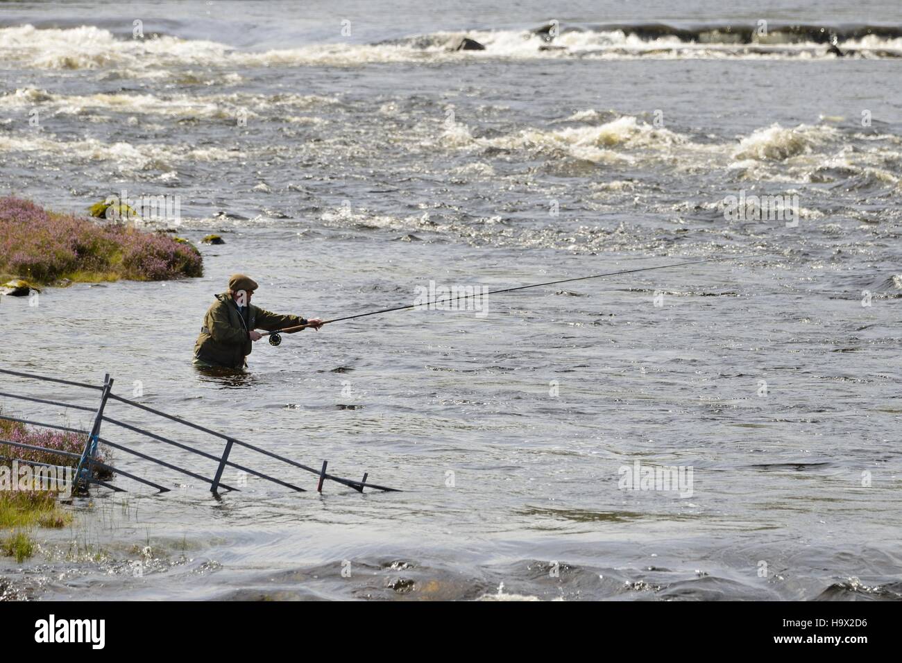 Ein Mann, der auf Lachs und Meerforelle im schottischen Fluss Ewe, in Poolewe, Wester Ross, Highland, Schottland, Großbritannien, Europa angeln kann Stockfoto