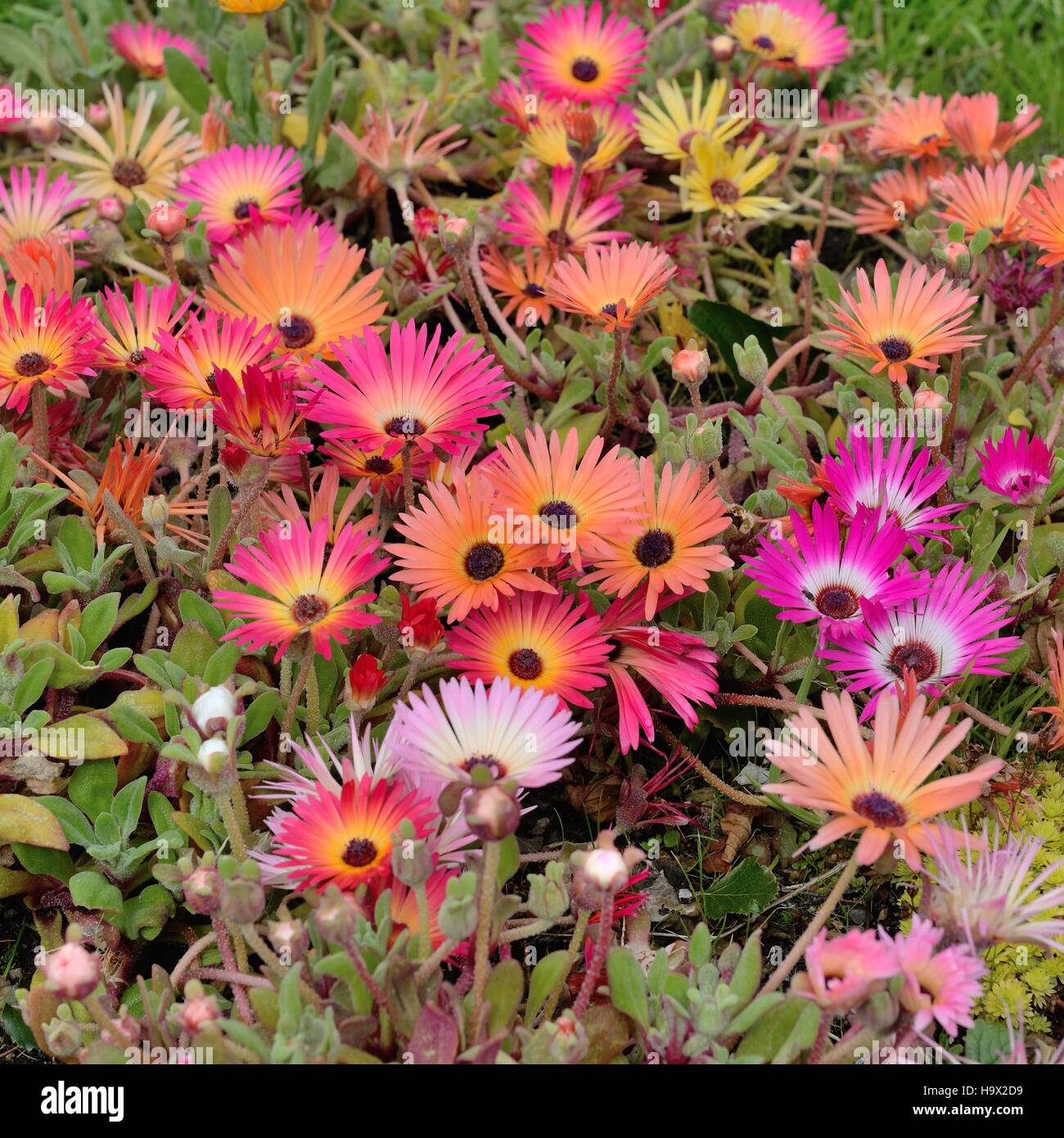 Ein Stück Livingstone Daisies (Mesembryanthemum) oder Dorotheanthus bellidiformis in verschiedenen Farben. Stockfoto