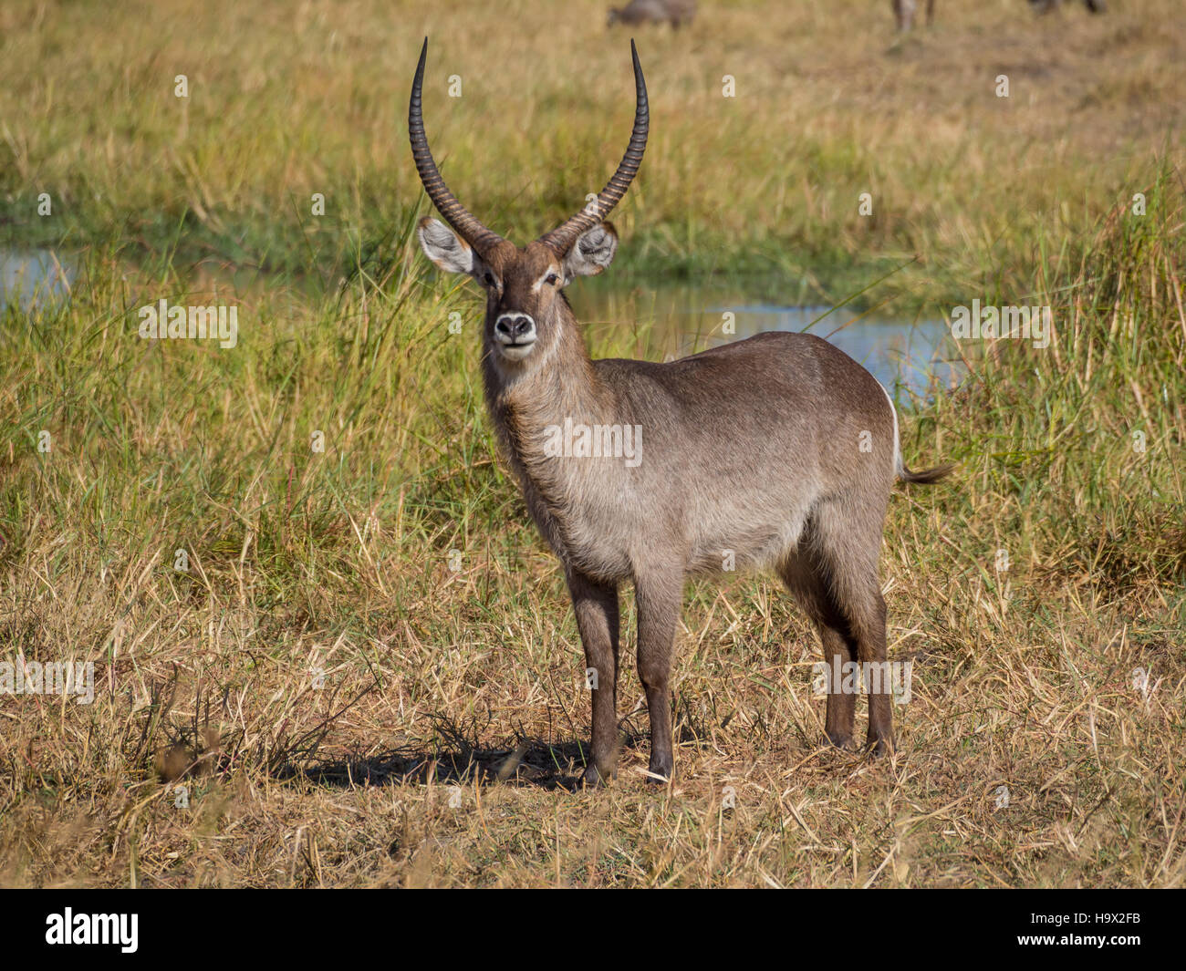 Warnung vor Fluss und Reed, Safari im Moremi NP, Botswana großen männlichen afrikanischen Wasser Buck Antilopen stehen Stockfoto