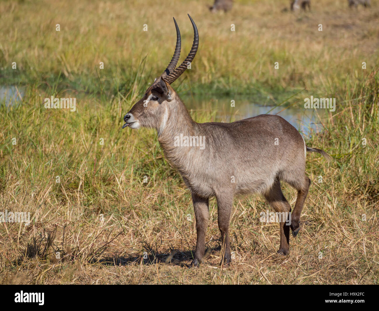 Warnung vor Fluss und Reed, Safari im Moremi NP, Botswana großen männlichen afrikanischen Wasser Buck Antilopen stehen Stockfoto