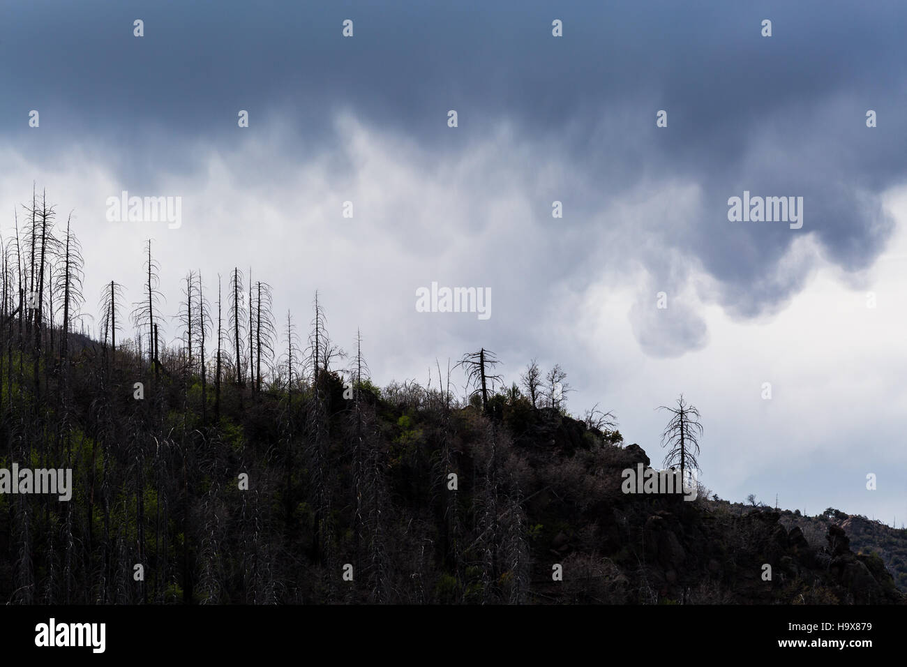 Stürmisches Wetter über verbrannte Bäume in den Mazatzal Mountains zu bauen. Mazatzal Wildnis, Arizona Stockfoto