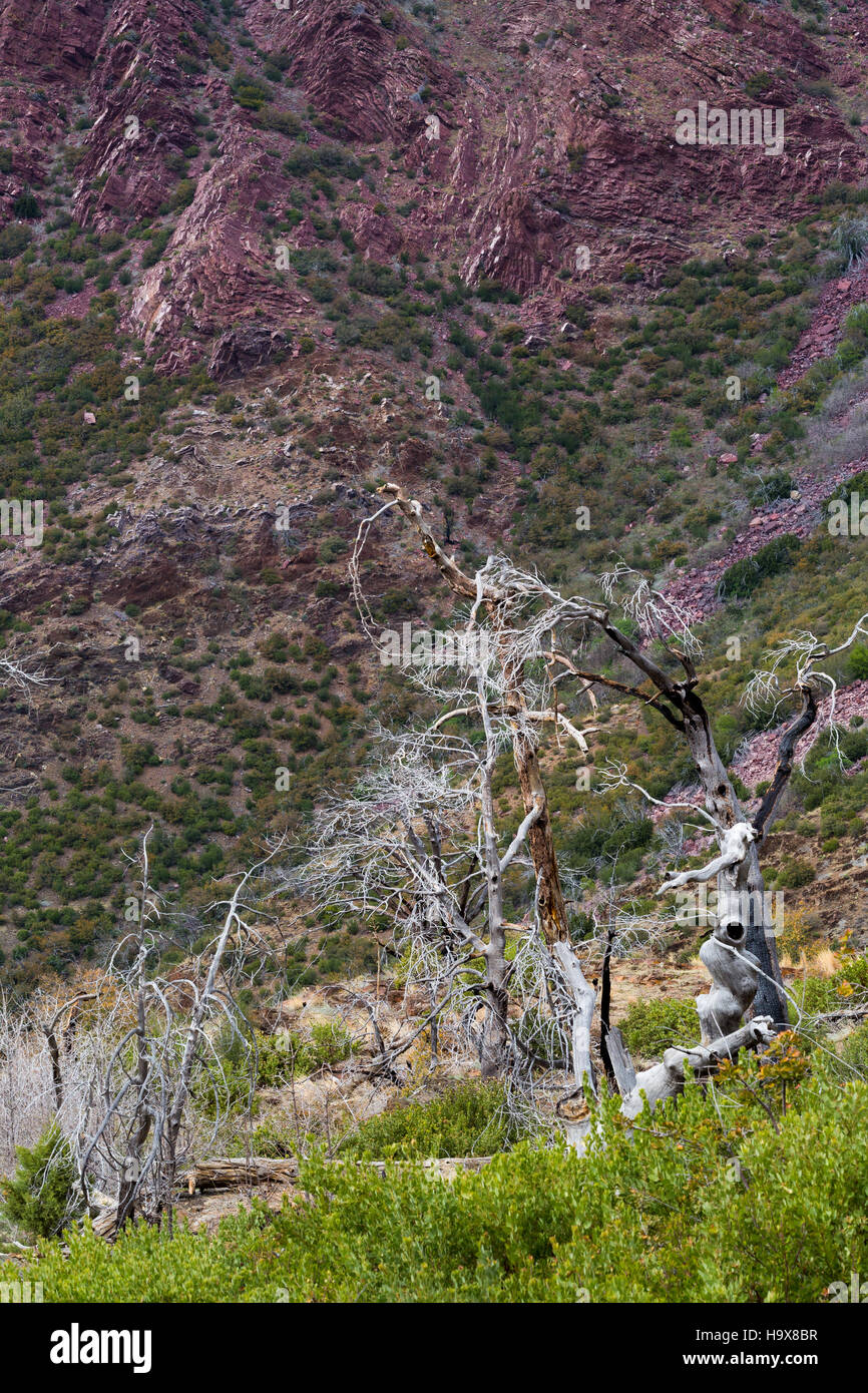 Verbrannte Bäume stehen unter Felsen am Fuße des Mazatzal Peak in den Mazatzal Mountains. Mazatzal Wildnis, Arizona Stockfoto