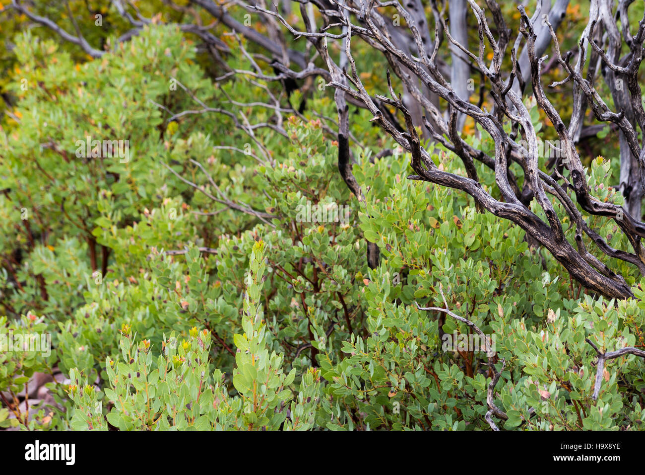 Manzanita büsche -Fotos und -Bildmaterial in hoher Auflösung – Alamy