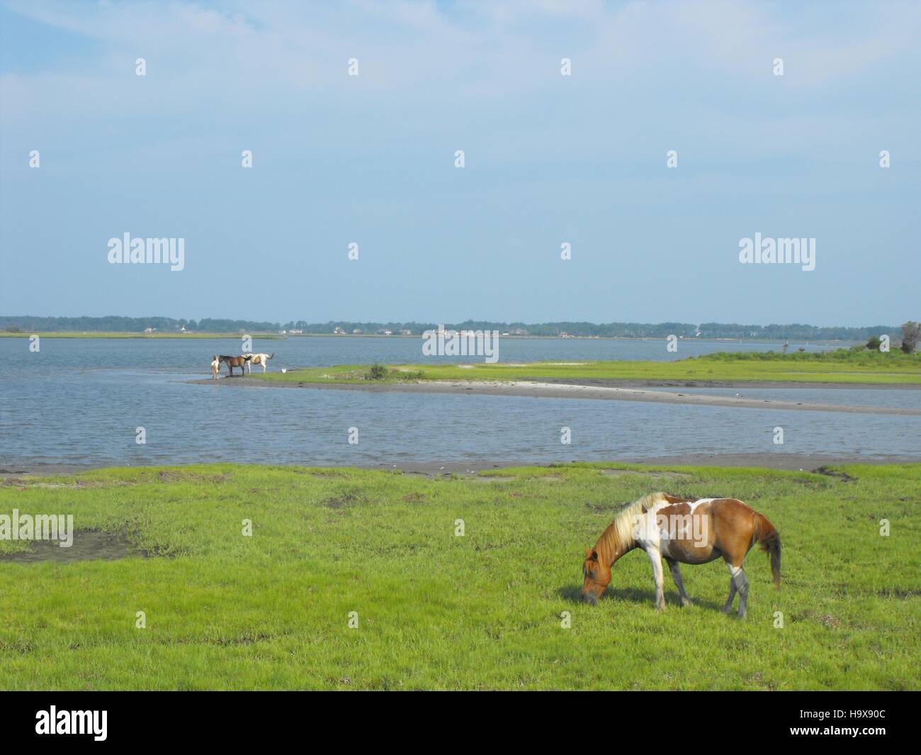 Wild Chincoteague Ponys Weiden aus der Zufahrtsstraße im Assateague Island National Seashore in Chincoteague National Wildlife Refuge 6. August 2010 in Chincoteague, Virginia. Stockfoto