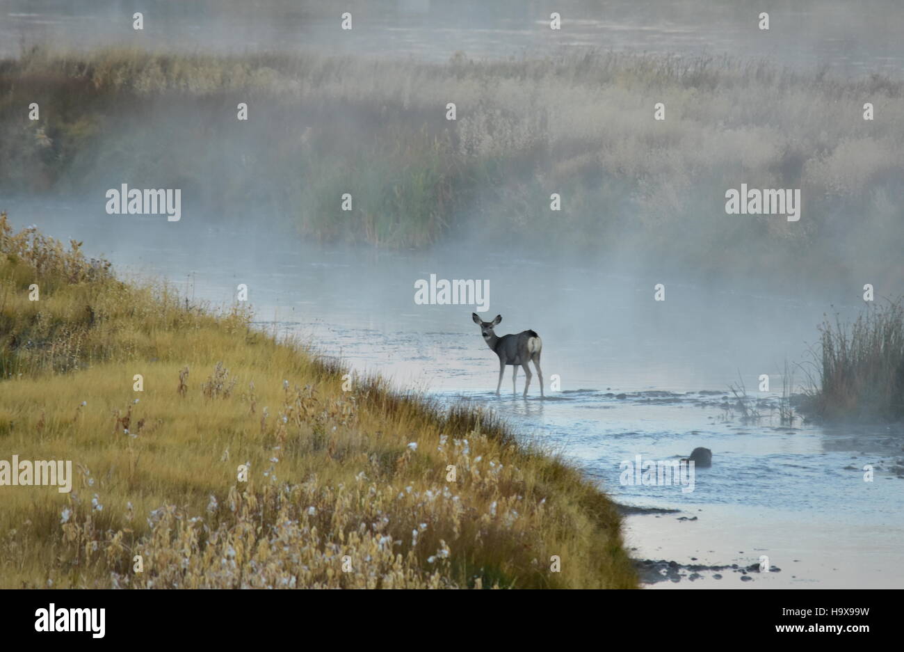 Ein Maultier-Rotwild-Doe trinkt aus einem Seitenkanal Green River in der Morgendämmerung im Seedskadee National Wildlife Refuge 30. September 2016 in Green River, Wyoming. Stockfoto