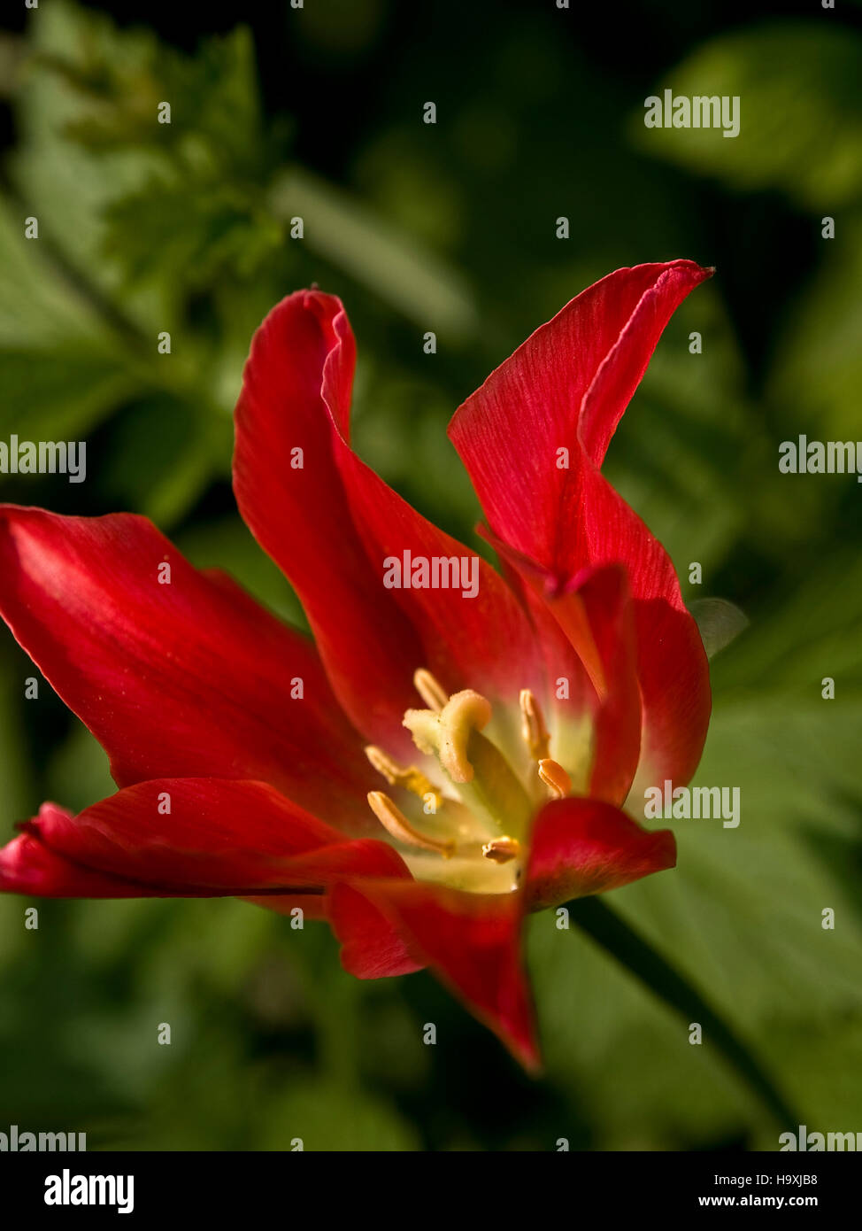 Eine atemberaubende rote amerikanische Lillie in einen englischen Garten angebaut. Stockfoto