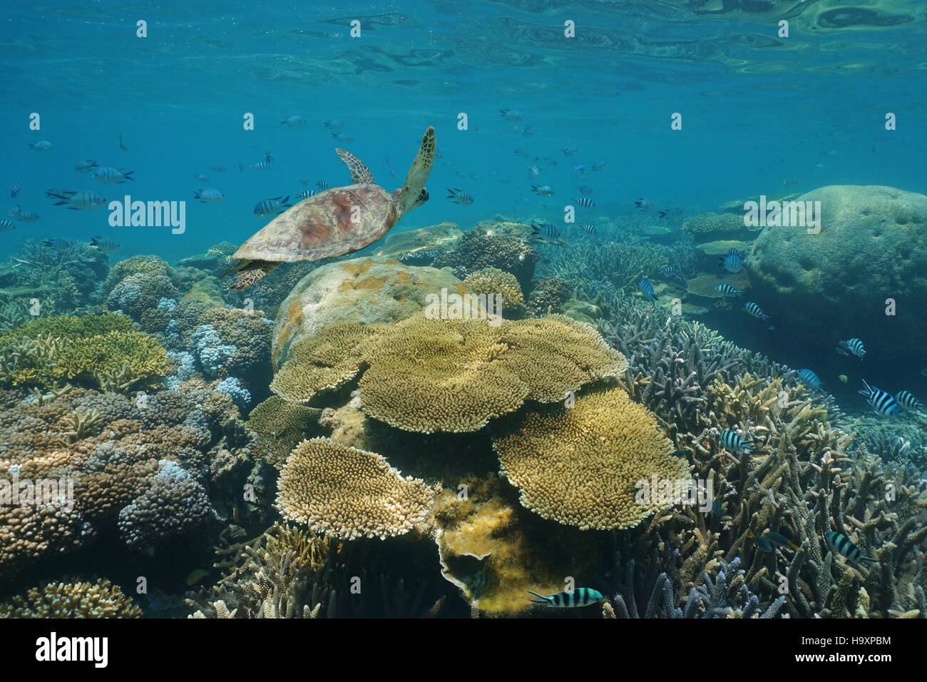 Korallen Riff unter Wasser mit einem grünen Meeresschildkröte und Fisch, Neu-Kaledonien, Süd-Pazifik Stockfoto