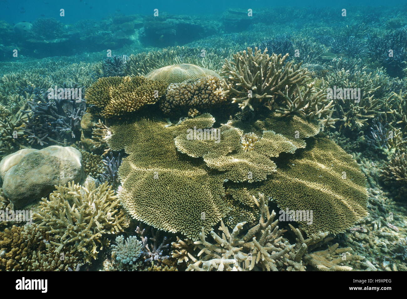 Gesunden Korallenriff Unterwasser mit mehreren Arten von Steinkorallen, Neu-Kaledonien, Süd-Pazifik Stockfoto