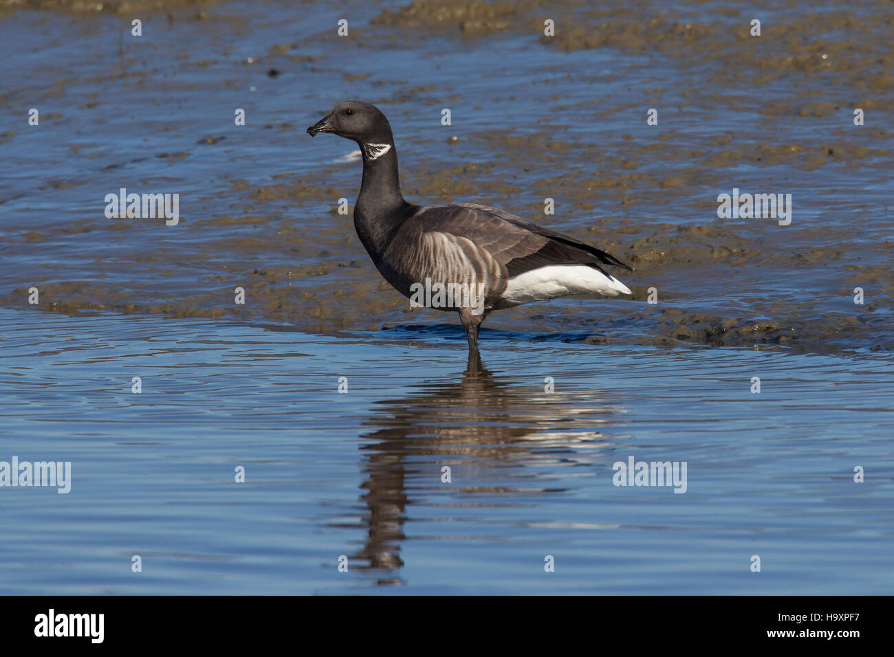 Brant Gans / Ringelgans (Branta Bernicla) auf Futtersuche auf flachen Schlamm Stockfoto