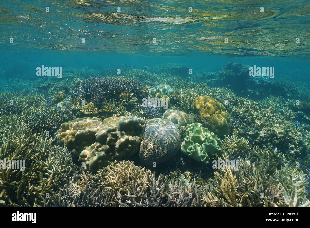 Flaches Riff mit gesunden Korallen unter Wasser in einer Lagune von Neu-Kaledonien, Süd-Pazifik Stockfoto
