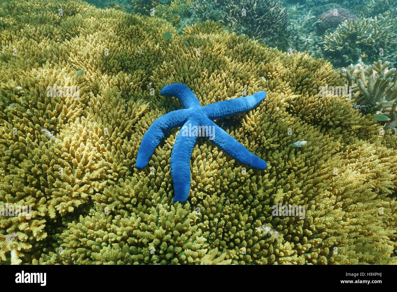 Unterwasser blaue Seestern Linckia Laevigata über Acropora Tabelle Koralle, Süd Pazifik, Neu Kaledonien Stockfoto