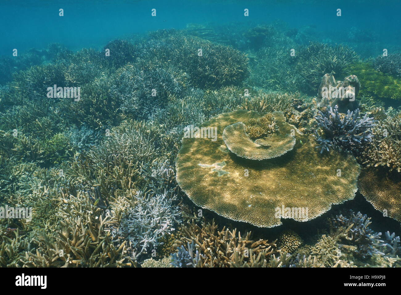 Unterwasser Korallenriff mit Hirschhorn und Tabelle Korallen in Neu-Kaledonien noch in gutem Zustand, Ende 2016, Süd-Pazifik Stockfoto