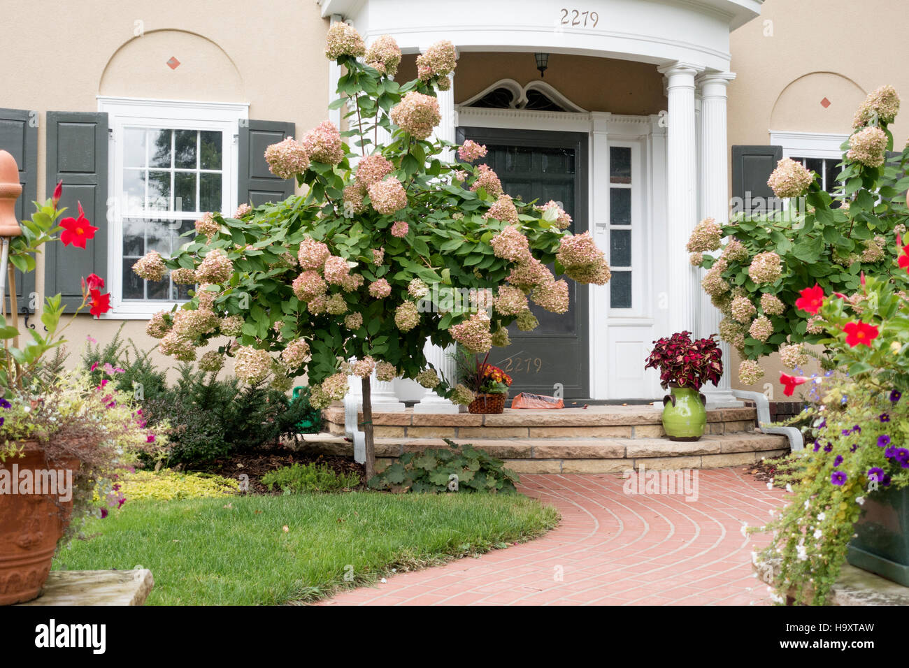 Schöne geschwungene Bürgersteig führt zu Hause Eingang große baumartig Hortensie Pflanzen gesäumt. St Paul Minnesota MN USA Stockfoto