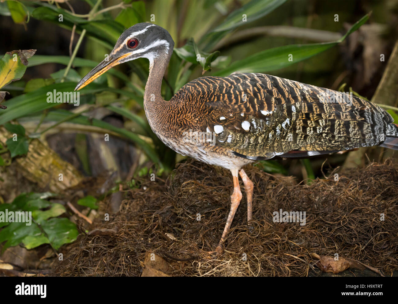 Sunbittern machen am nest Stockfoto