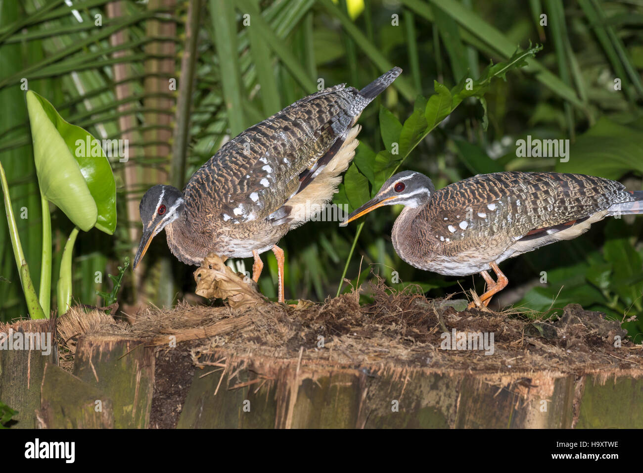 Das Paar Sonnenschwalben (Eurypyga helias major) bei ihrem Nest Stockfoto