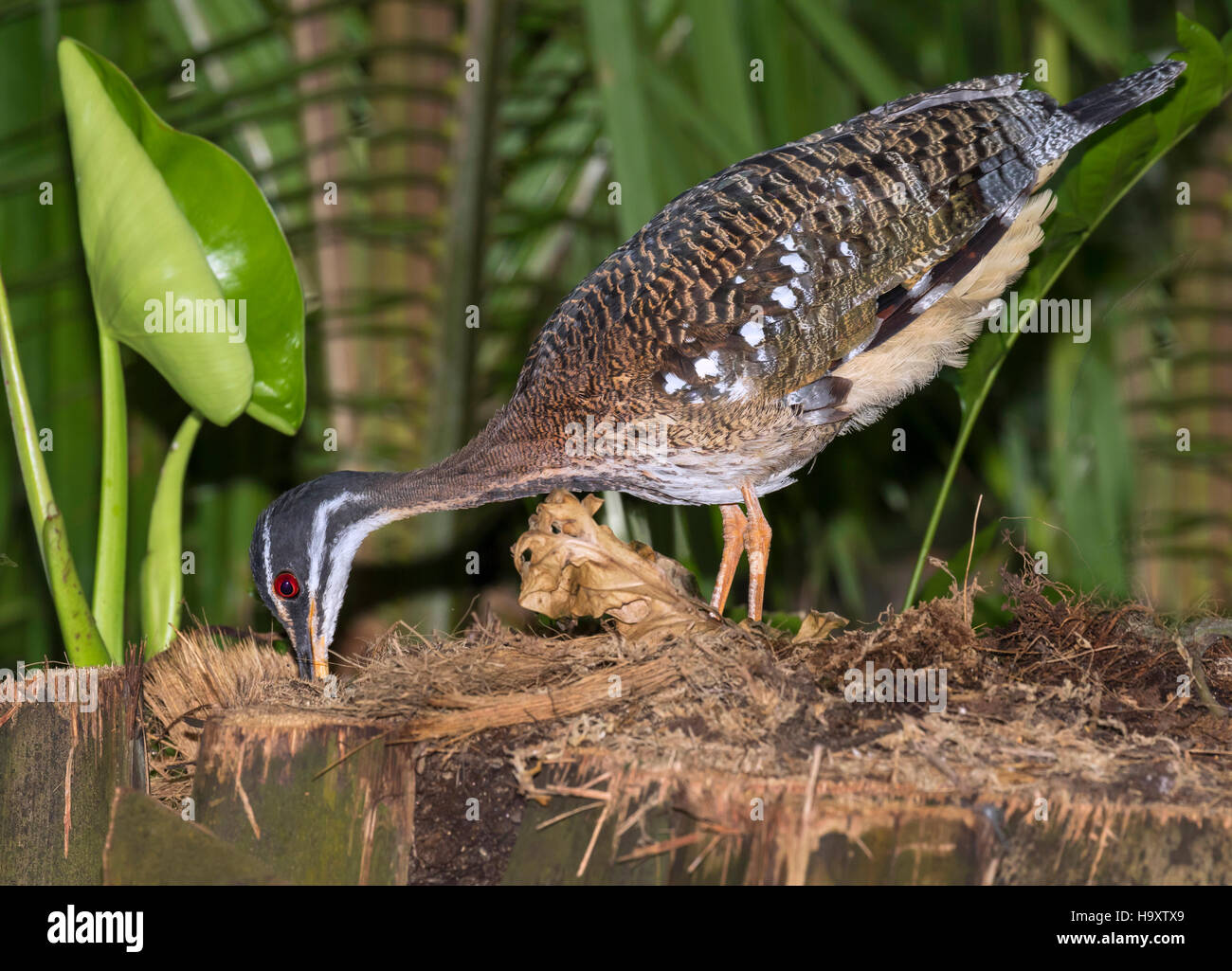 Sonnenschwalbe (Eurypyga helias) baut ein Nest Stockfoto