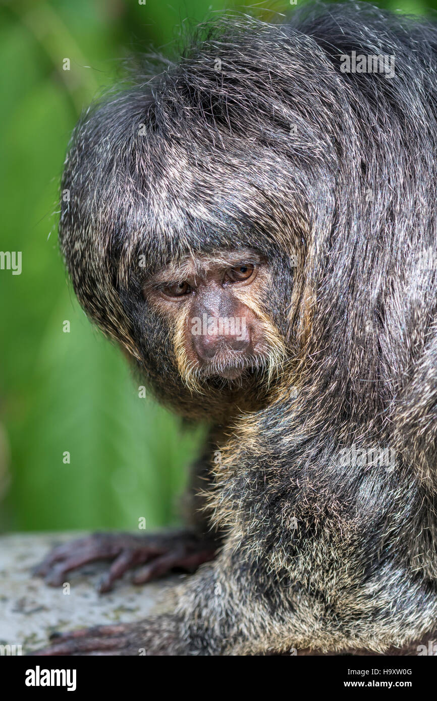 Portrait von weiblichen saki Monkey Stockfoto