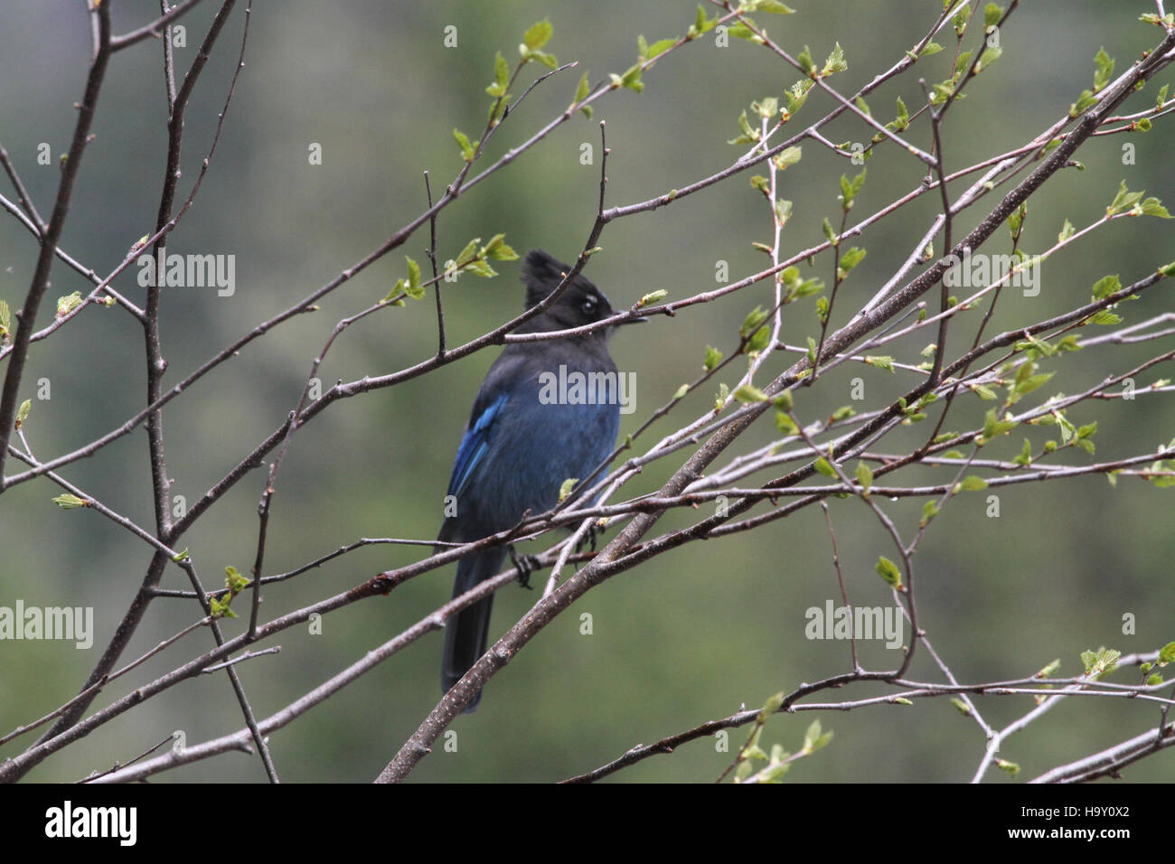 Steller's Jay (Cyanocitta stelleri), eine Krähenart in Nordamerika, ist bekannt für ihr markantes blaues Gefieder und ihren schwarzen Wappen. Dieser Vogel ist häufig in Wäldern zu sehen, oft auf Nahrungssuche oder in Bäumen. Es handelt sich um eine nicht wandernde Art, die sich hauptsächlich von Beeren, Insekten und kleinen Tieren ernährt. Stockfoto