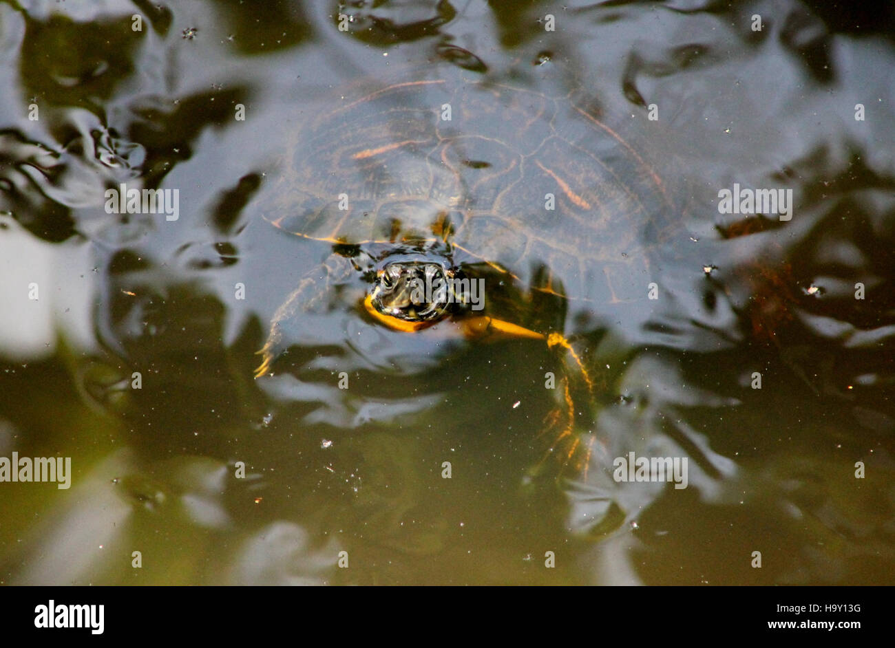 Turtle Head, ein Merkmal im Congaree National Park, ist bekannt für seine unverwechselbare Form und trägt zum einzigartigen Ökosystem des Parks bei. Stockfoto