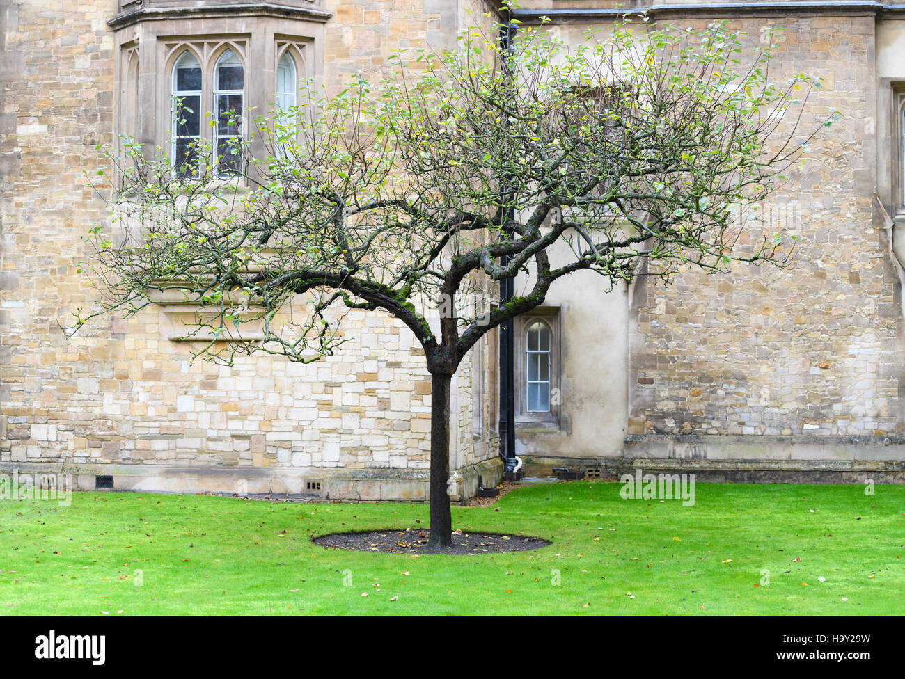 Apfelbaum am Trinity College in Cambridge, England. Stockfoto