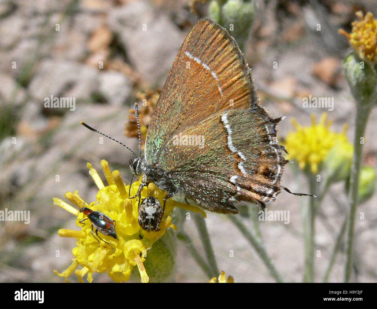 Bandeliernps 4838338635 Wacholder-Zipfelfalter Stockfoto