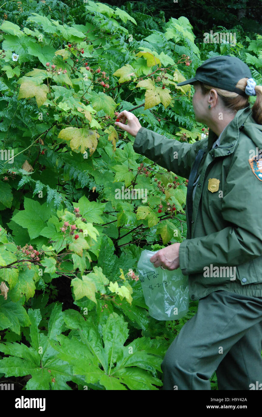 Ein Ranger arbeitet am Elwha River Projekt, das auch die Restaurierung der Thimbleberry Pflanze beinhaltet. Ziel des Projekts ist die Wiederherstellung einheimischer Pflanzenarten und Ökosysteme entlang des Elwha River im Olympic National Park. Stockfoto