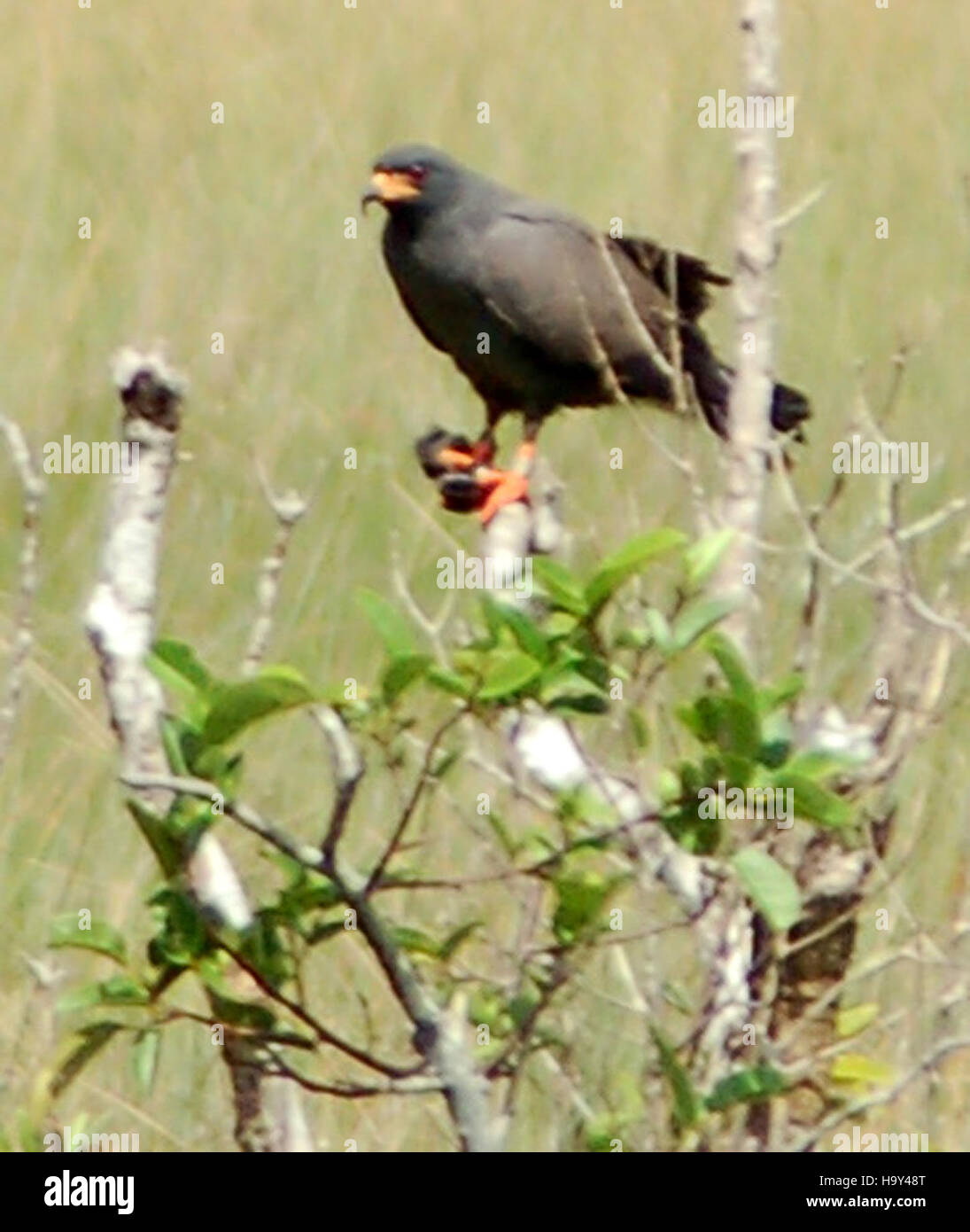Der Snail Kite, eine Vogelart, die für ihr einzigartiges Fütterungsverhalten bekannt ist, kommt in Feuchtgebieten vor, wo er Apfelschnecken bejagt. Stockfoto