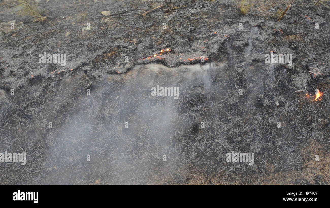 Das Big Windy Complex Wildlands Fire, das sich in Galice und Merlin, Oregon, ereignete, war ein großangelegter Waldbrand, der vom USDA Forest Service verwaltet wurde. Es umfasste eine Zusammenarbeit zwischen den Behörden, um die Auswirkungen des Feuers auf lokale Ökosysteme, Wildtiere und Luftqualität zu bekämpfen, wobei die Bewirtschaftungspraktiken und Erhaltungsbemühungen von Waldbränden vorgestellt wurden. Stockfoto