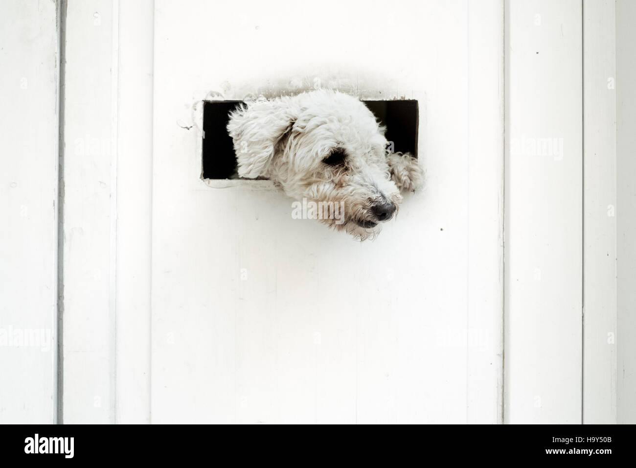 Kleiner Hund ist außerhalb der weißen Tür beobachten. Stockfoto