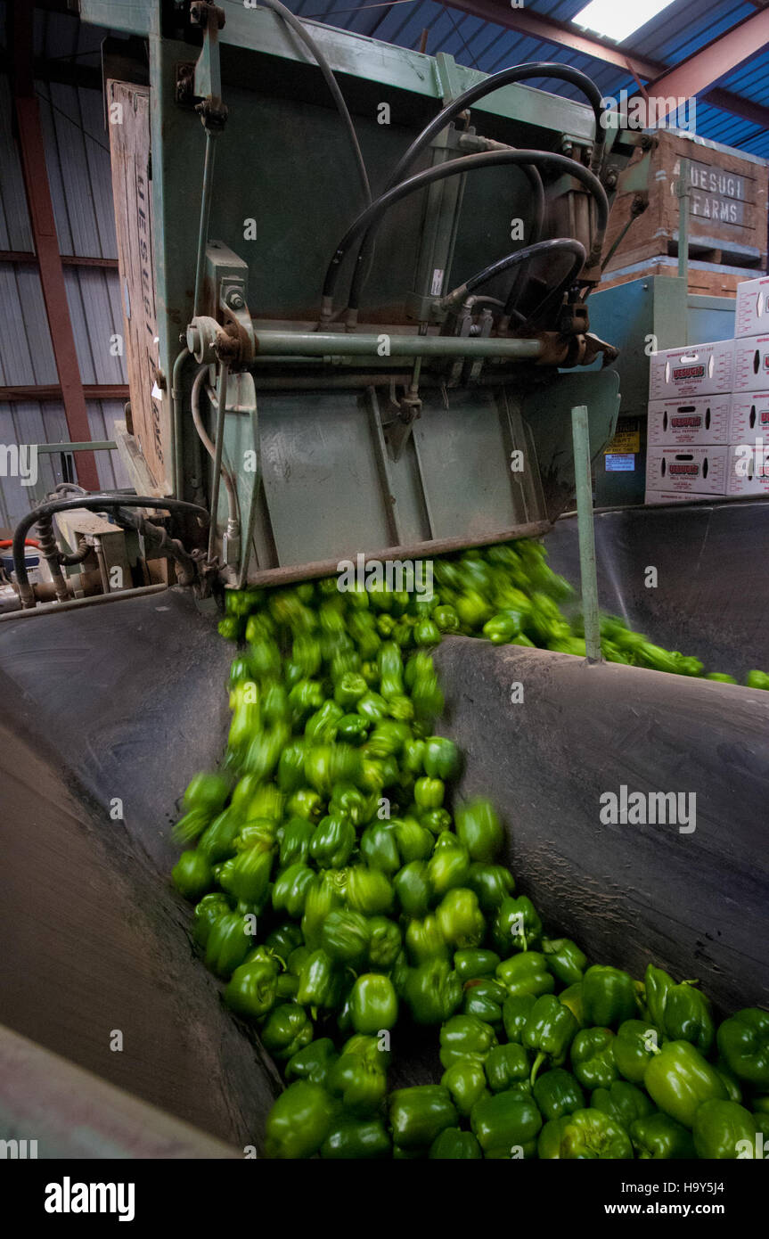 grüne Paprika Migranten Landarbeiter Stockfoto