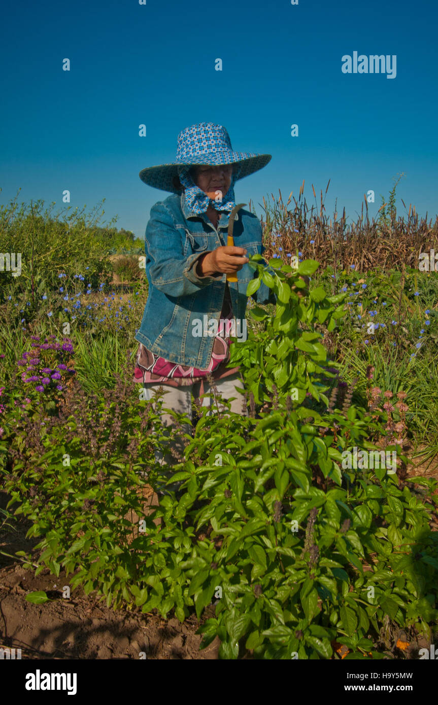 Die kalifornischen Maiblumen blühen in Sanger, wobei Wanderarbeiter in der Landwirtschaft eine entscheidende Rolle spielen. Das USDA unterstützt weiterhin die örtliche Landwirtschaft und betont die Umweltverantwortung. Stockfoto